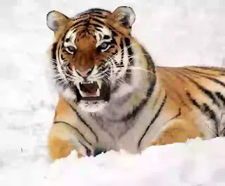 सपने में टाइगर देखना कैसा होता है | Sapne Mein Tiger Dekhna Kaisa Hota Hai