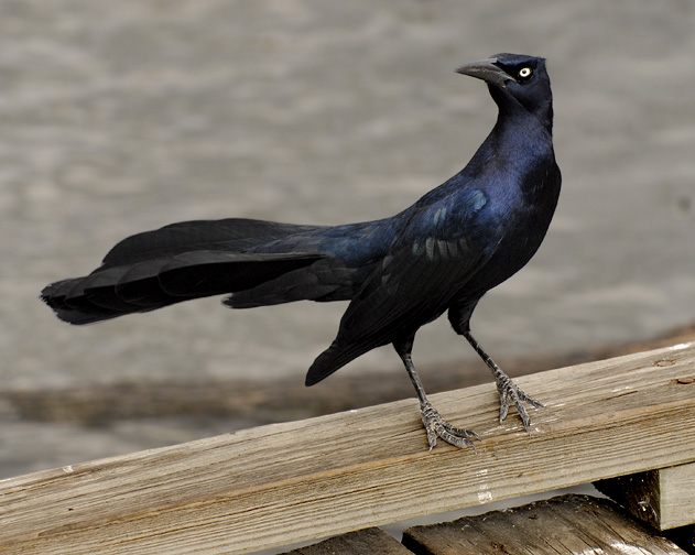 Black bird with two long thin tail extensions with white tips. : r ...