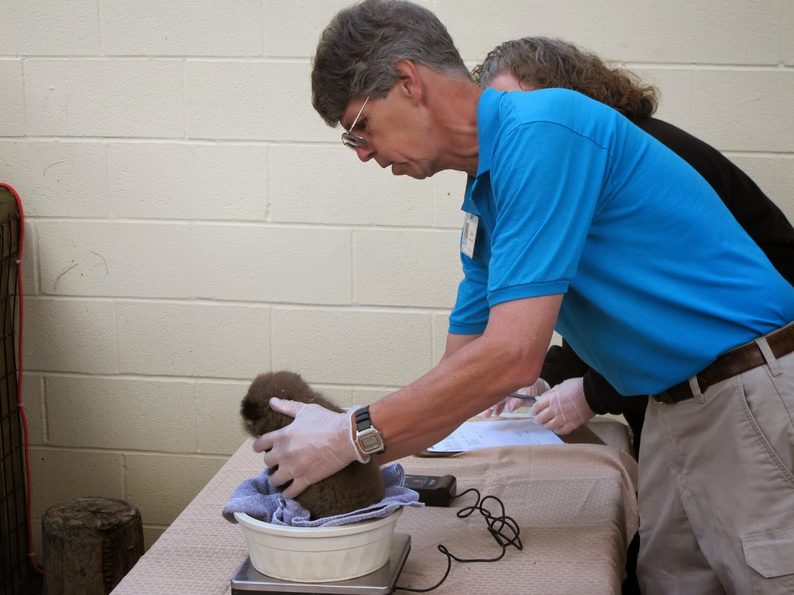 Adventures of a Zookeeper Who is a Zoo Curator?