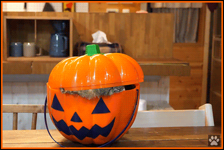 Funny cat GIF • Halloween time. Maru o' lantern. Funny Maru has his pumpkin box. 'If it fits, I sits.' Funny cat GIF • Halloween time. Maru o' lantern. Funny Maru has his pumpkin box. 'If it fits, I sits.'