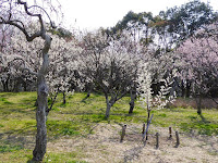 山田池公園 梅林の梅