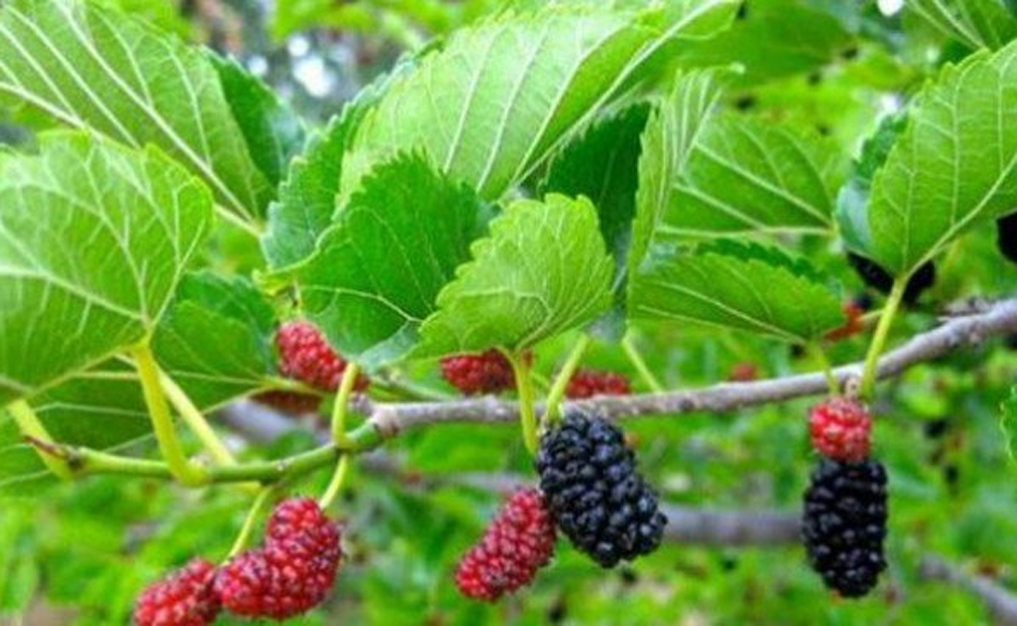 Mulberry a prostatitis alatt Csavarok az ízületek és a prosztata