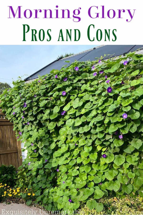 Morning Glory Pros and Cons