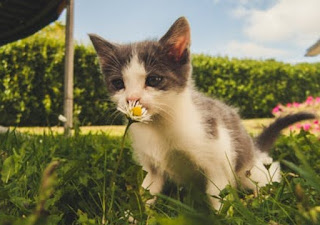 gambar kucing gemes - kanalmu