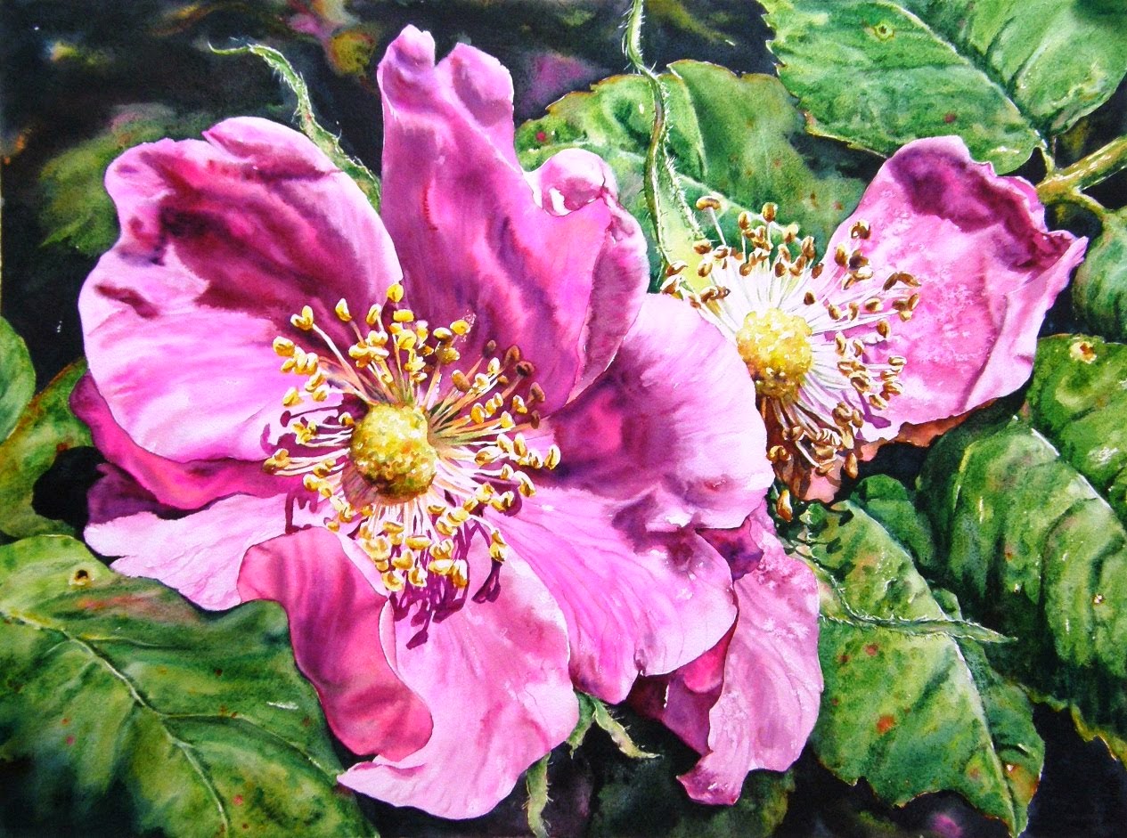 Alberta Rose - New Bloom, Fading Bloom