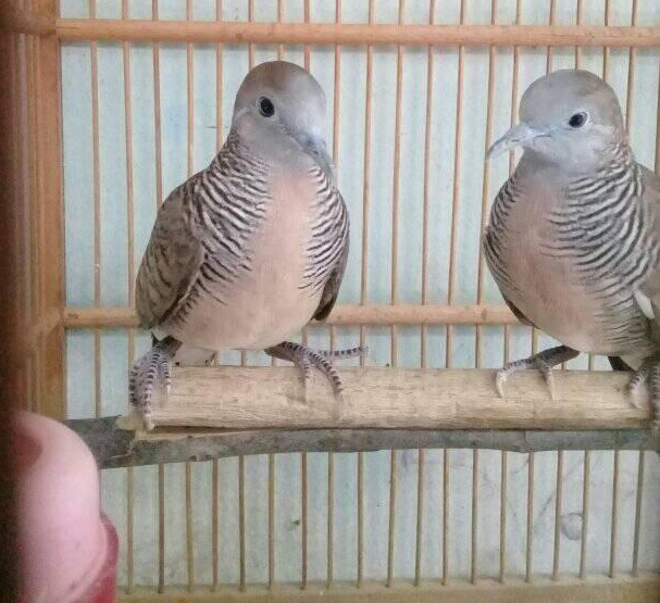 Ciri dan Mitos Perkutut Brumbun Kendit Ciri dan Mitos Perkutut Brumbun Kendit