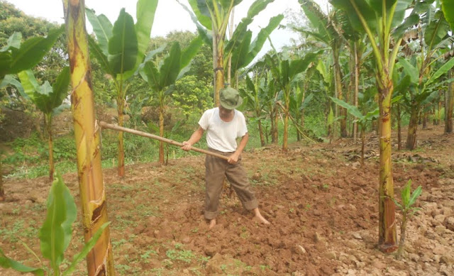 chuối ngự làng đại hoàng chuối ngự làng đại hoàng