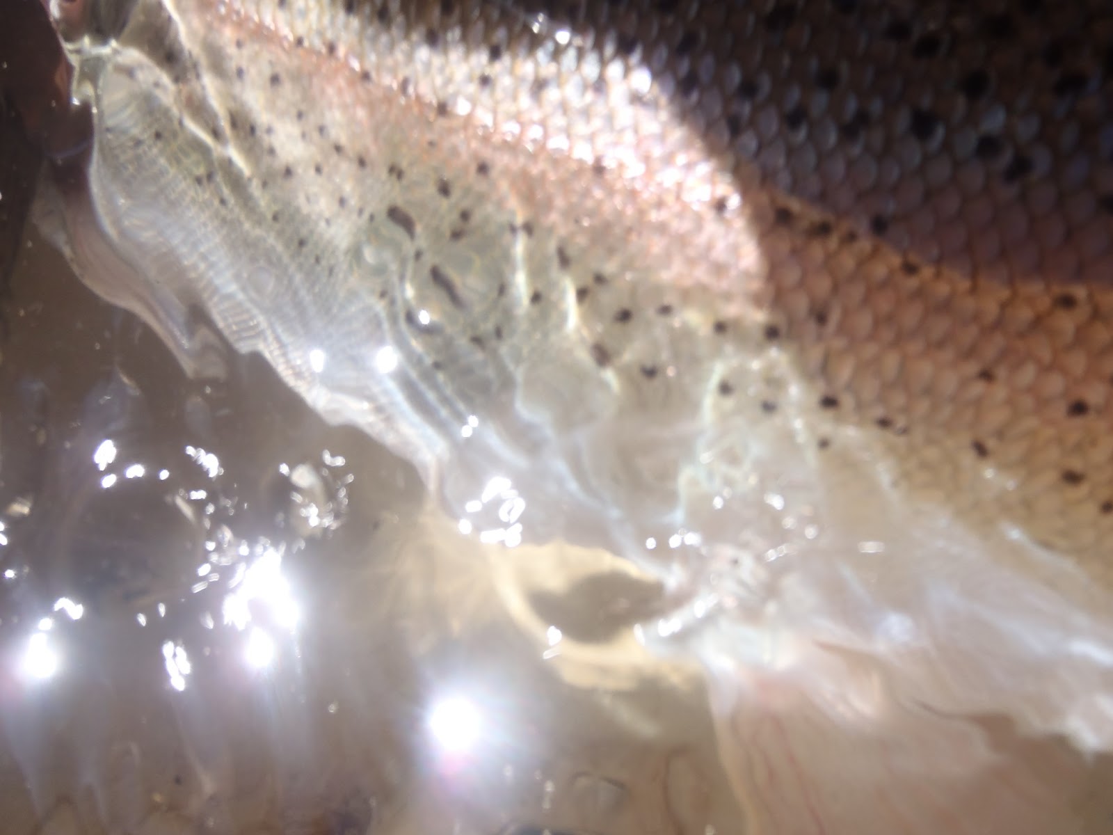 Irideus Fly Fishing Products Cast like a pro in 2013 with Irideus