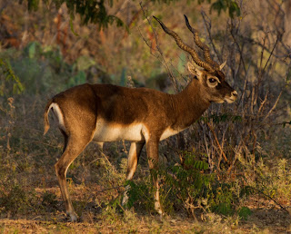 Antelope cervicapra erkeği
