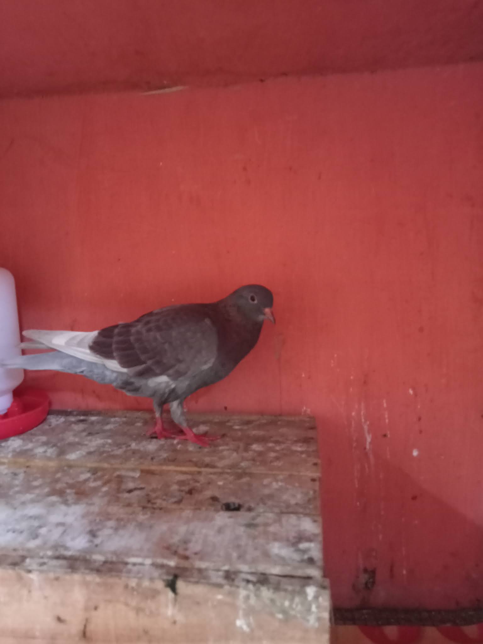 Mengobati Merpati berak Hijau