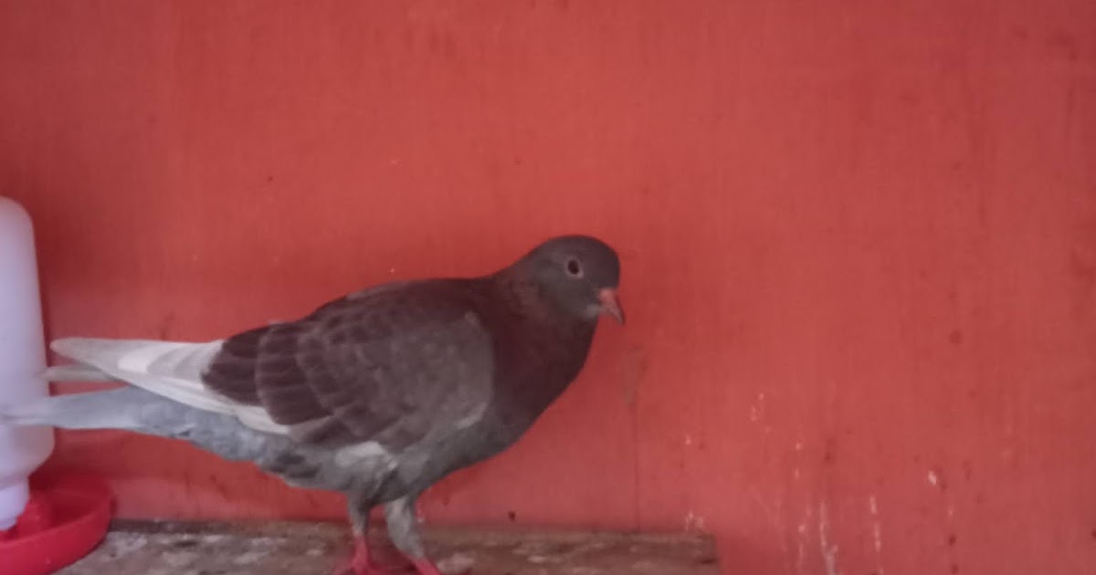 Mengobati Merpati berak Hijau