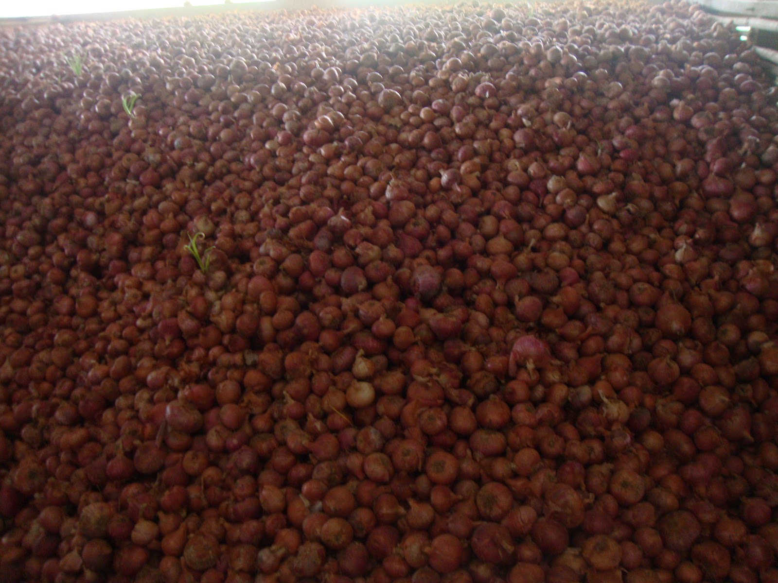 sreepadam Bulk Storage of Onion