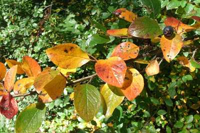 Cotoneaster lucidis Hedge cotoneaster fall colour by garden muses--a Toronto gardening blog