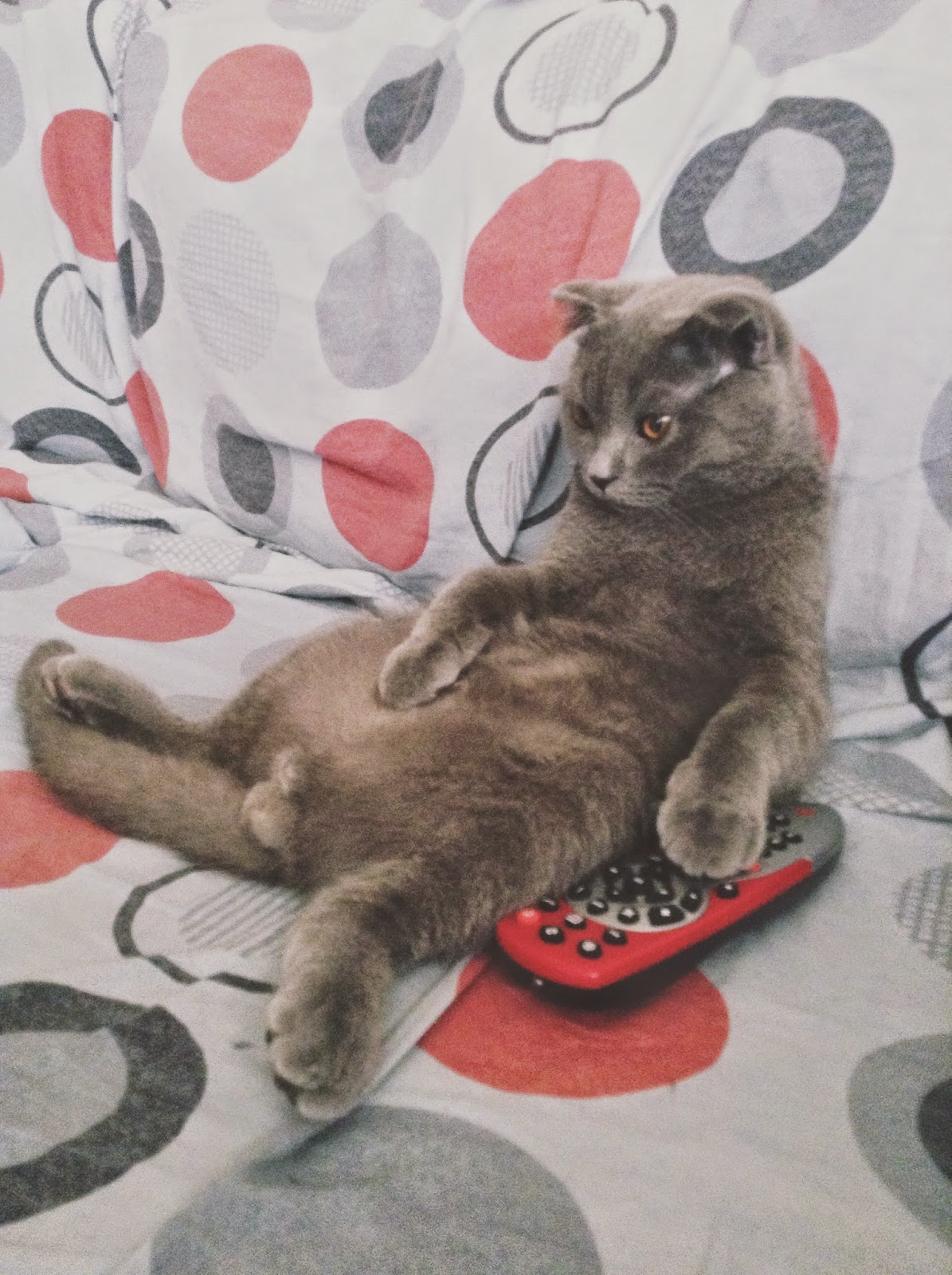 Kedili İkili . Kedi Cinsleri; Scottish Fold.