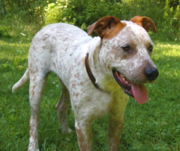 bull arab dog, about bull arab dog, bull arab dog appearance, bull arab dog behavior, bull arab dog color, bull arab dog characteristics, bull arab dog facts, feeding bull arab dog, bull arab dog history, bull arab dog info, bull arab dog origin, bull arab dog temperament, bull arab dog lifespan, bull arab dog uses, bull arab dog as pets