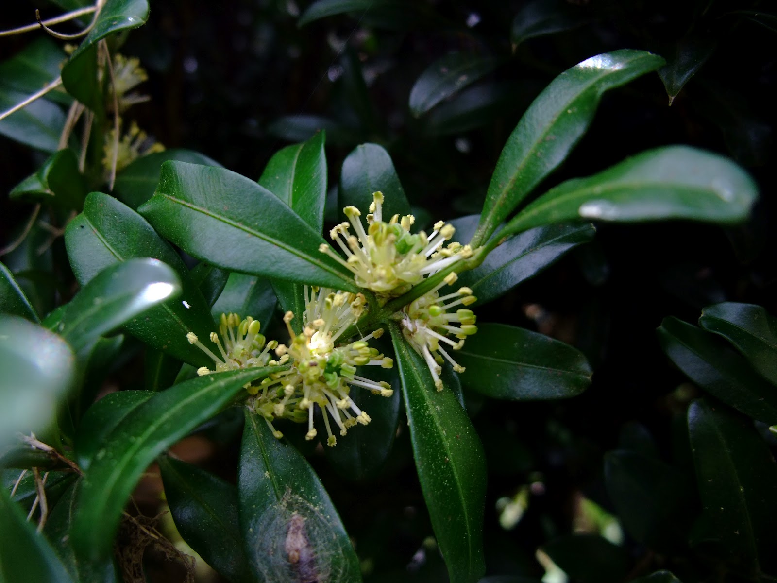 春暖花開: 黃楊木 Buxus radicans Sieb