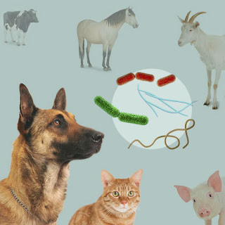 Introduction to Animal Health & Diseases