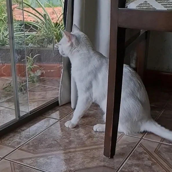 Cat chattering at a bird outside (vacuum activity)