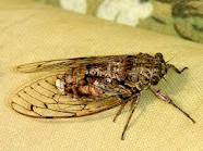 VIDA INFANTIL: CHICHARRAS Y CHIQUIRINES: CIGARRAS