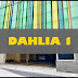 Dahlia 1