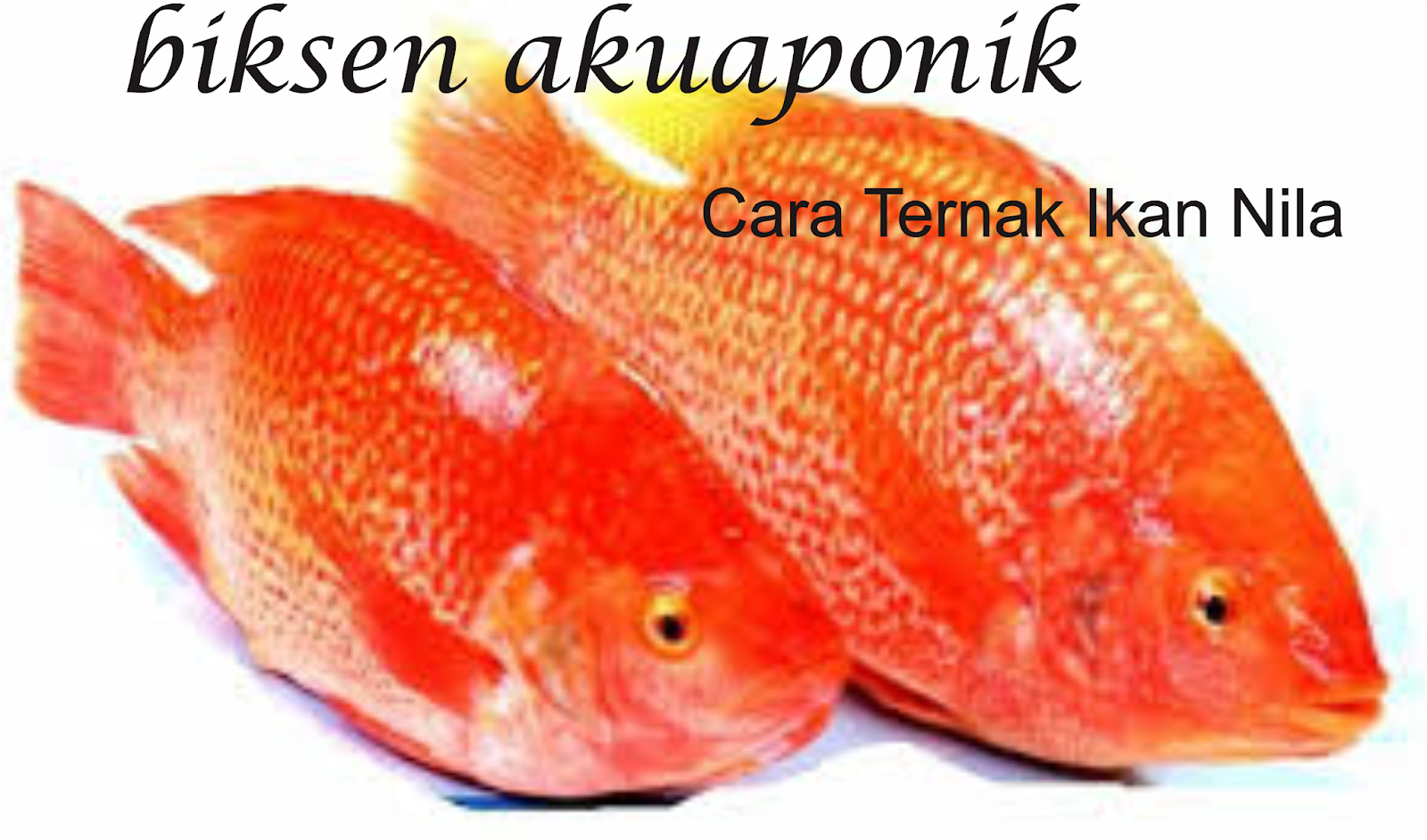 Тилапия красная рыба. Рыба Red Tilapia. Красная тилапия. Тилапия морская курица.