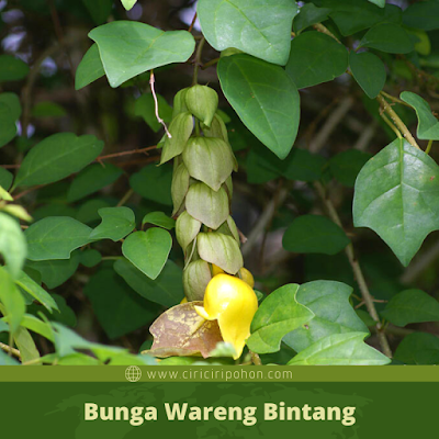 Ciri Ciri Bunga Wareng Bintang