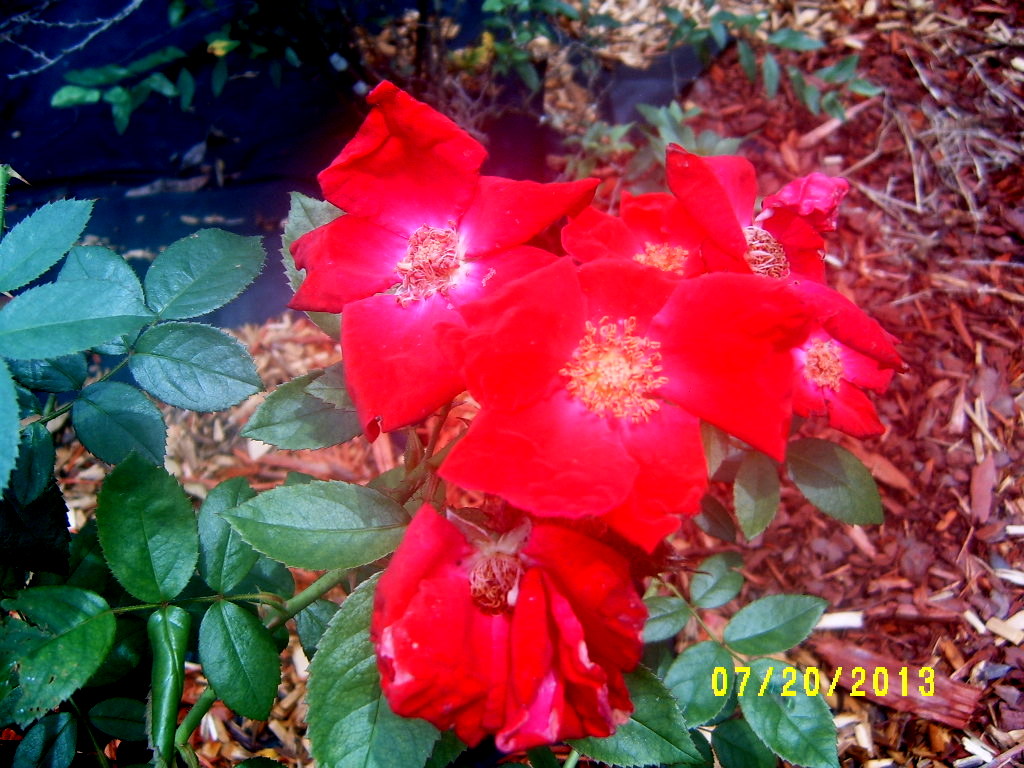 Alabama Rose and Flower Garden from a Non-Green Thumb: Rose of the Week ...