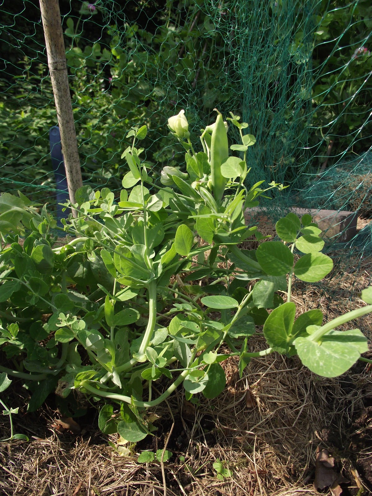 This and That Peas and Broad Beans
