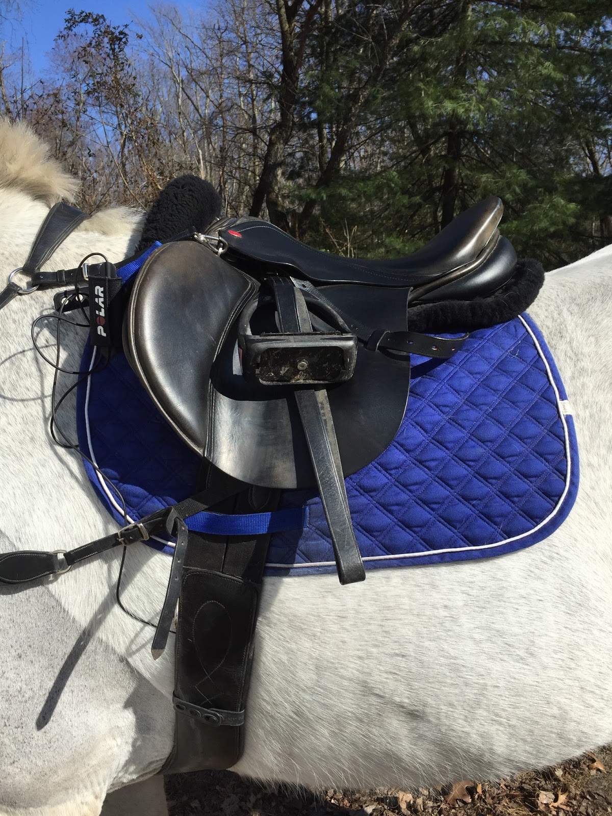 The Jumping Percheron How to Dress a Draft Horse