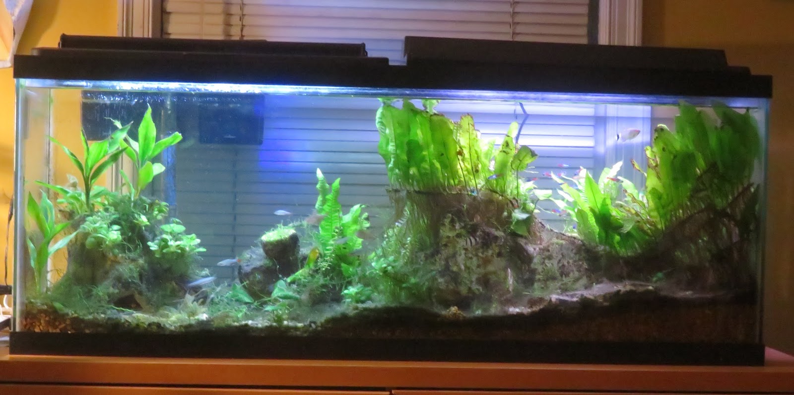 Randuwa II Cleaned My Aquariums