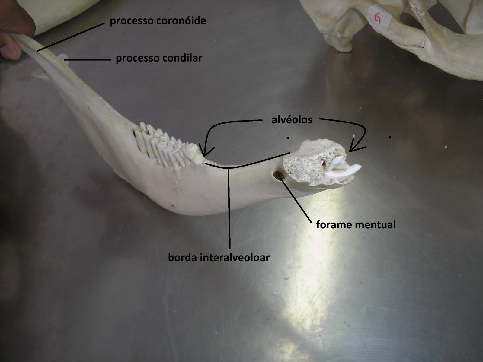 SOS Medicina Veterinária: Anatomia II - Cranio - Ruminante, suino ...
