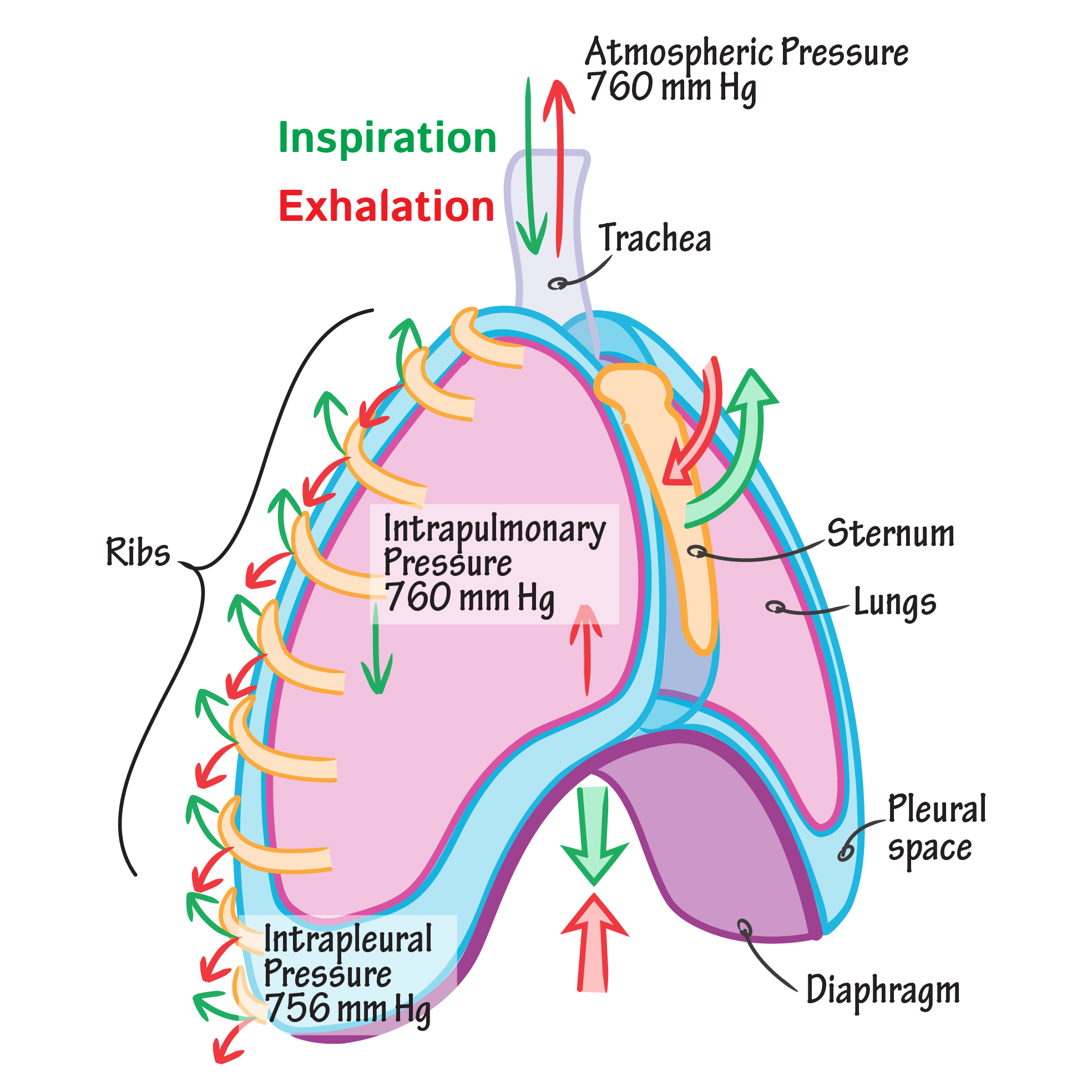 Physiology of Respiratory system