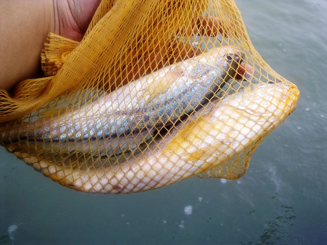 Kisahku: Memancing ikan di Kampung Nelayan Telok Gong 