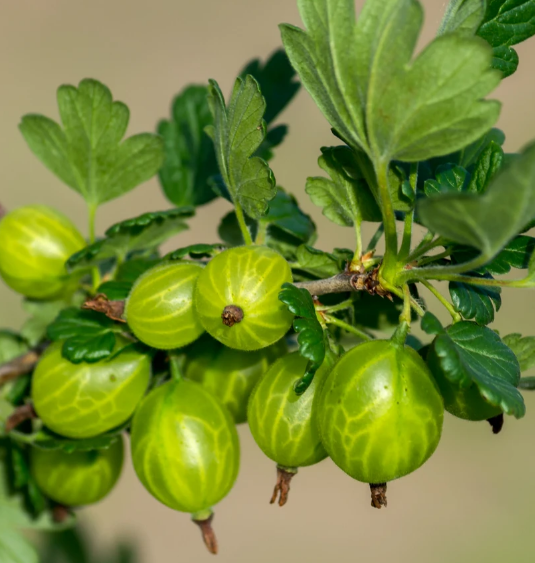 Raintree Nursery Best Mail Order Nursery — Order Fruit Trees from