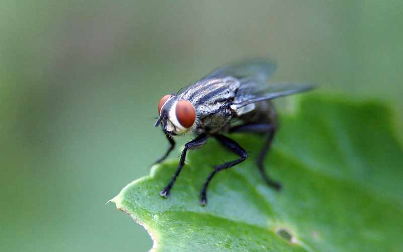 14 Contoh Hewan Yang Mengalami Metamorfosis Sempurna Holometabola