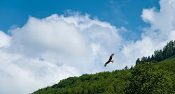 birds flying forest sky fly above northern wall way