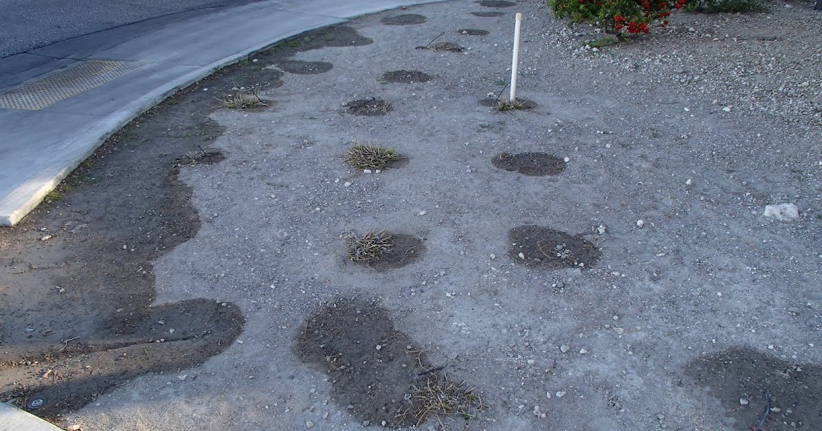 Xtremehorticulture of the Desert: How to Water Plants in the Desert