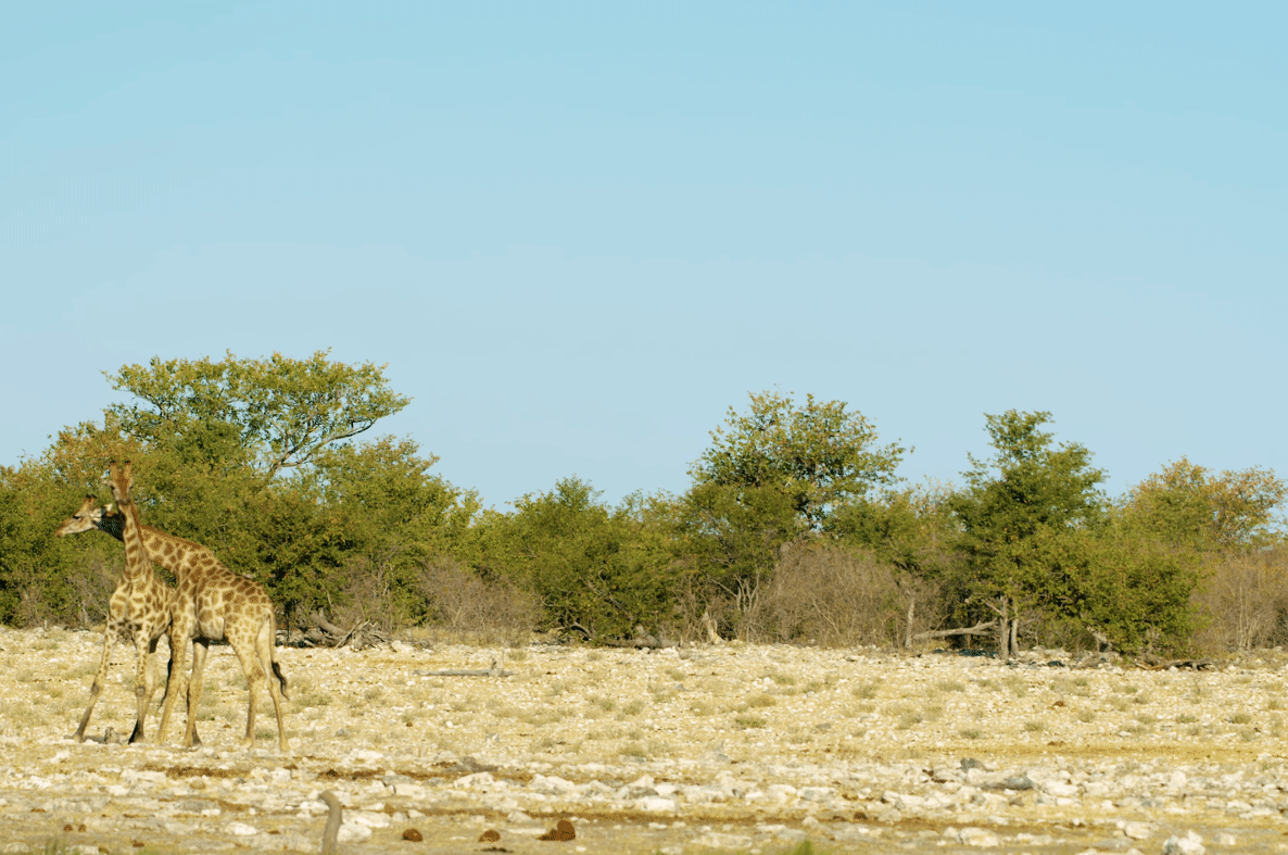 Girafa (Giraffa)