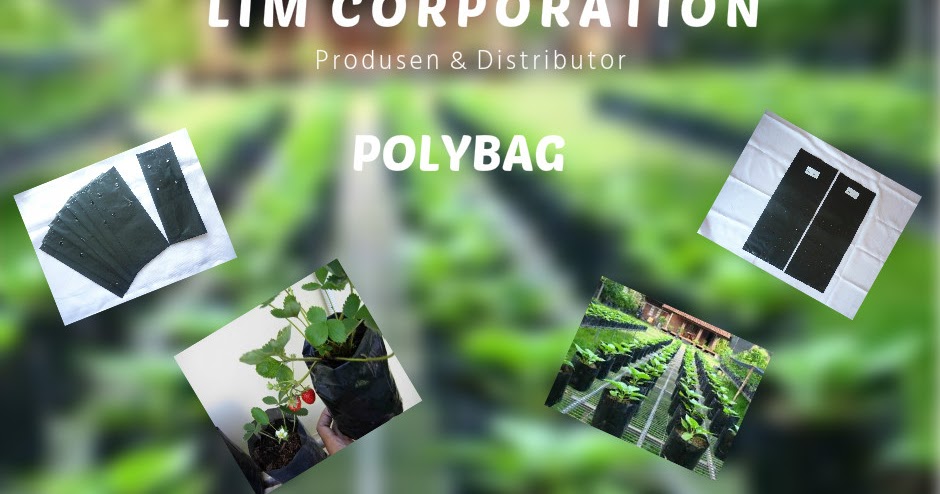 polybag