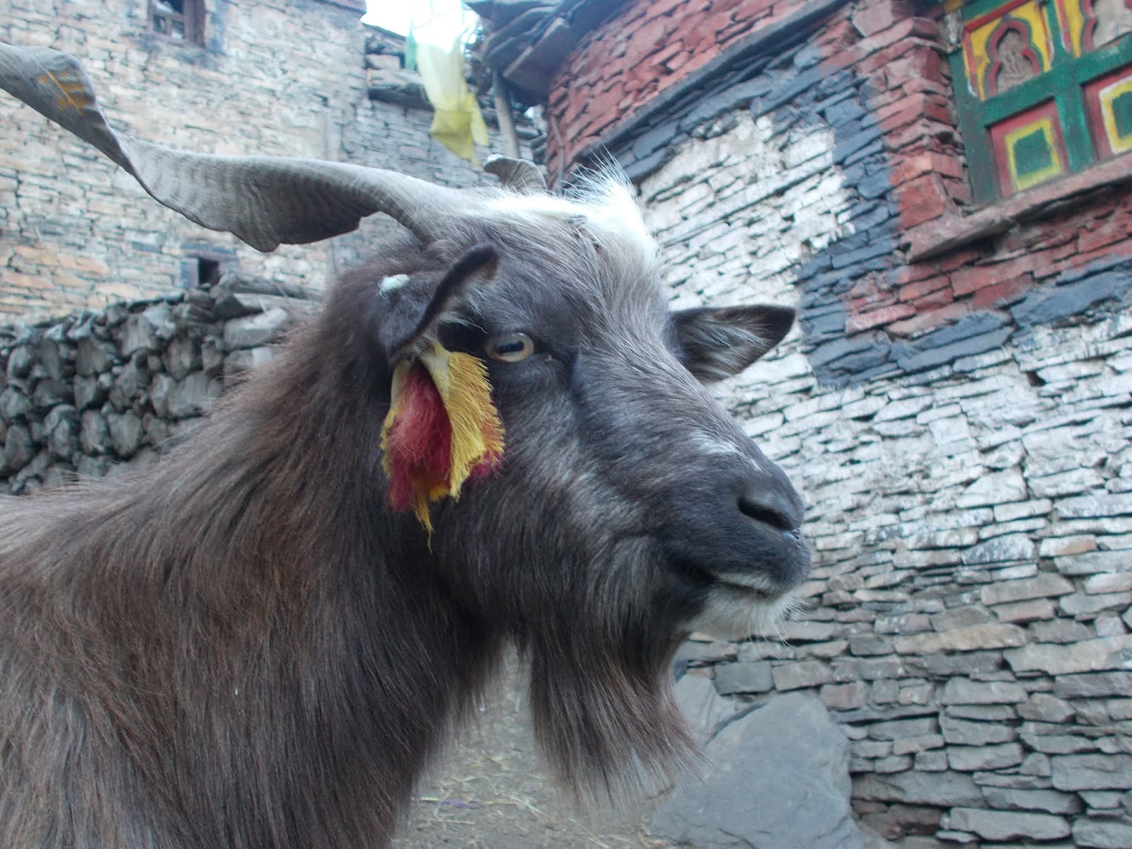 Вокруг Манаслу, долина Цум, Нар-Пу. Непал 2017.