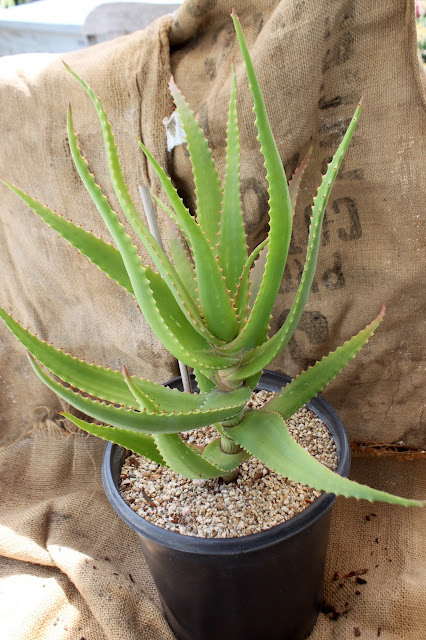 Aloe Dawei in 5 gal pot