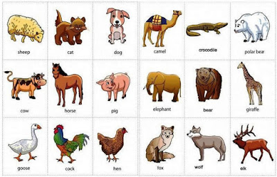 160 Nama Hewan dalam Bahasa Inggris Pelajari Inggris