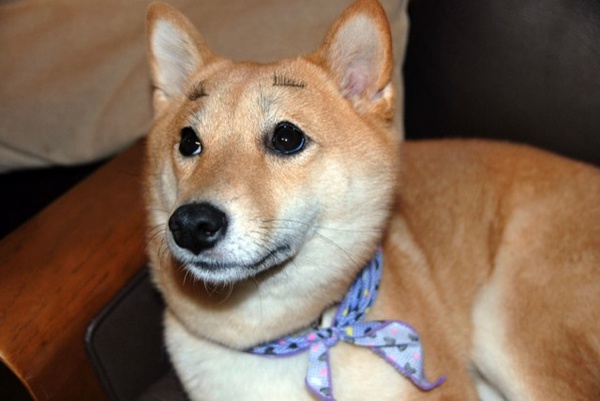 Trào lưu gắn mi giả lên mặt thú cưng trên thế giới Trào lưu gắn mi giả lên mặt thú cưng trên thế giới