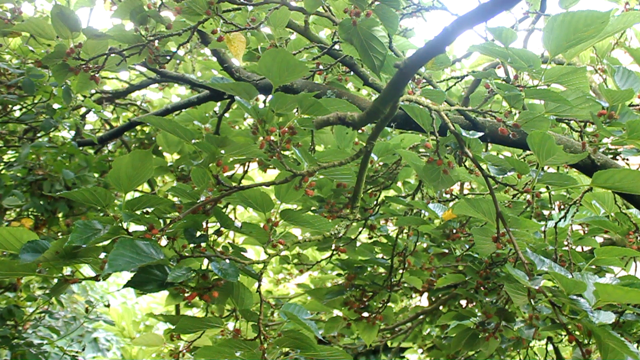 Forest Garden Poultry Food. Puting the Jungle back in the Fowl? Part