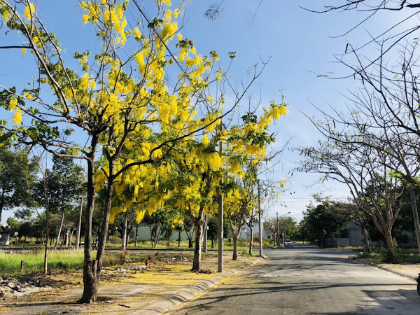 hoa nở ven đường tại dự án lợi bình nhơn