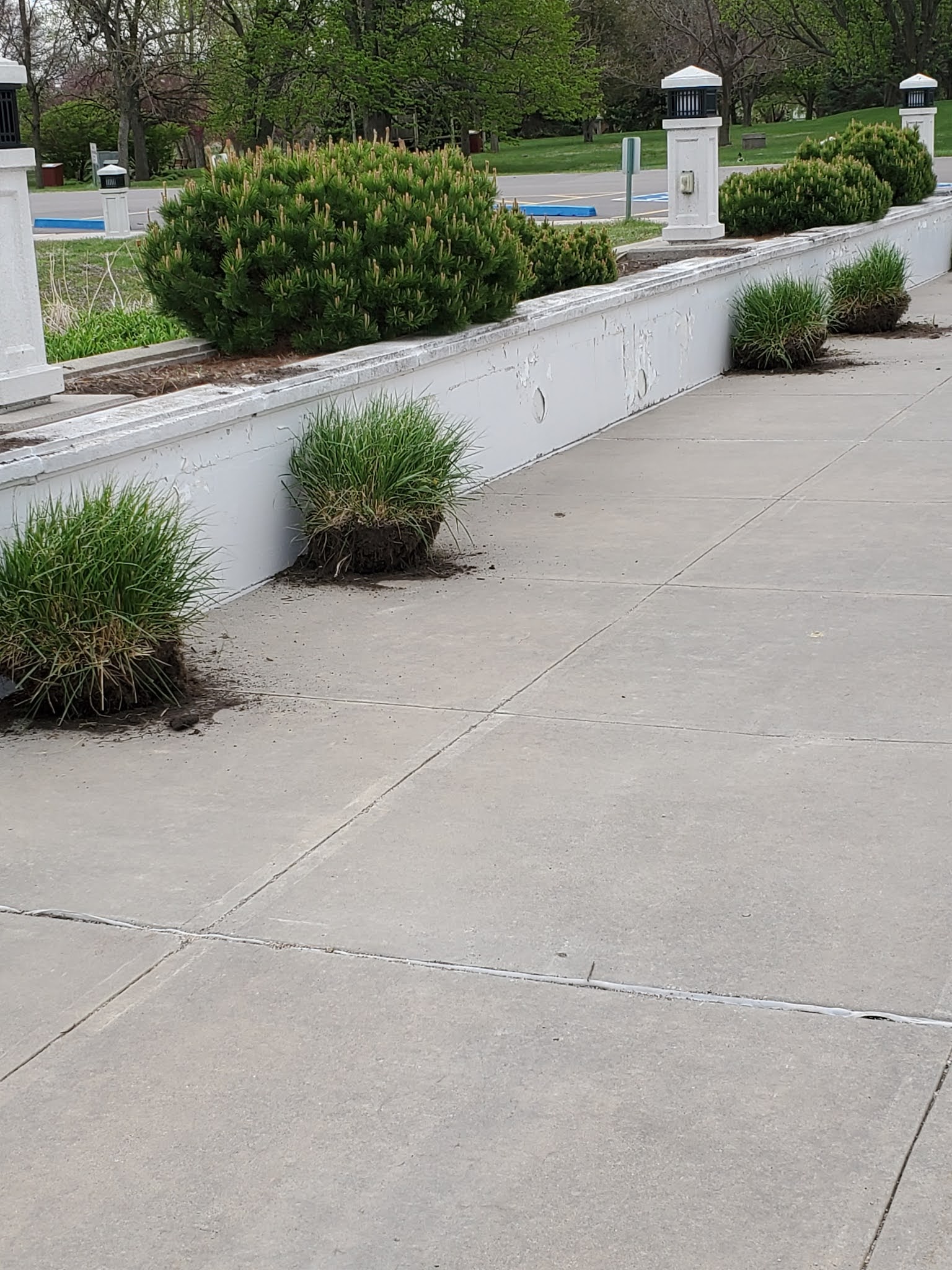 Dividing Ornamental Grass