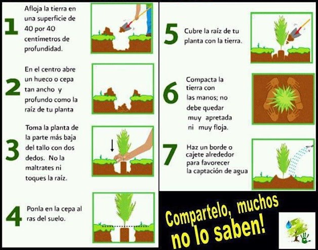 Qué necesita una planta para vivir