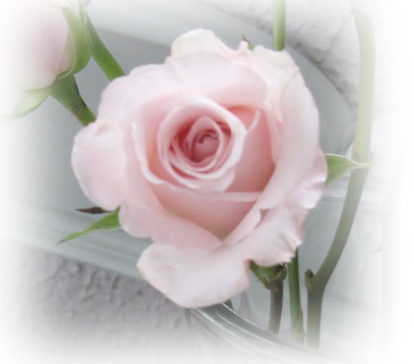 Say It With Roses: PINK ROSES FOR PINK SATURDAY