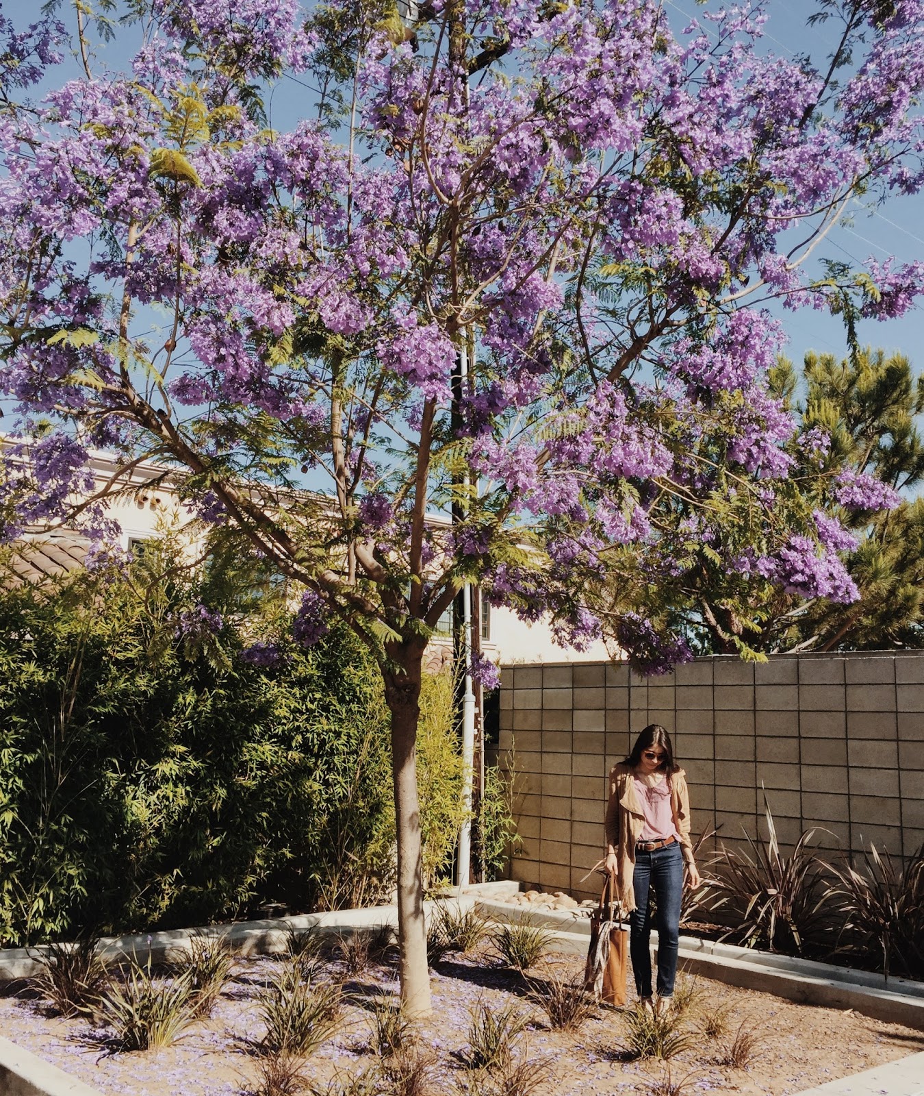 Under the Jacaranda Tree StephC