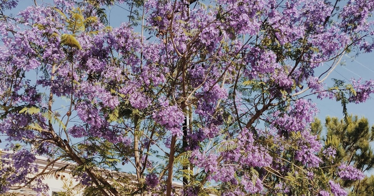 Under the Jacaranda Tree StephC